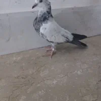 کبوتر جوجه گمشده