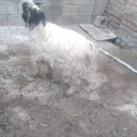 بز سالم و جوان