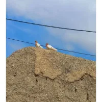 کفتر 12 عدد