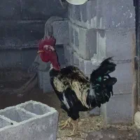 یک عدد خروس یک ساله