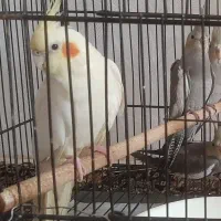 فروش یک جفت ع وس هلندی با یک جوجه وقفس ودوتا لانه