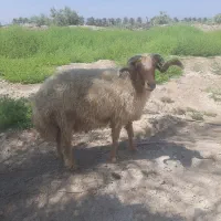 قوچ عراقی