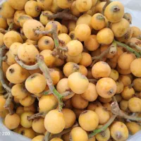 ازگیل