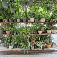گل وگیاه|گل و گیاه طبیعی|مسجد سلیمان, |دیوار