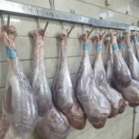 گوشت شترمرغ گرم (قیمت مناسب و بهترین کیفیت)