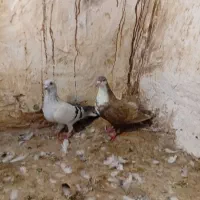 کبوتر