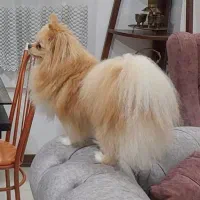 سگ پامر عروسکی نر با تمام وسایل