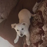 نژاد پامرین ۸ ماهه بسیار باهوش