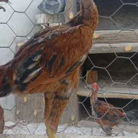 جوجه لاری اصیل افغان