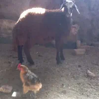 بره نر
