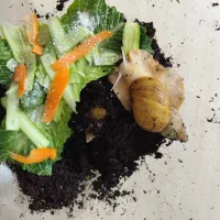 حلزون مولد آچاتینای پرورشی