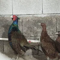 جوجه مرغ آمریکایی-پاکستانی-هلندی خراسان جنوبی
