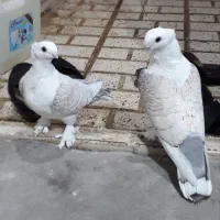 ساتن خوشرنگ و کمیاب