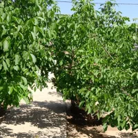 خانه فروشی قدیمی درشهرسیداباد معاوضه خانه چناران