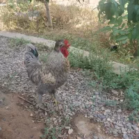 خروس سلطان کاکلی پرپا طوسی