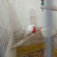 یک مرغ عشق