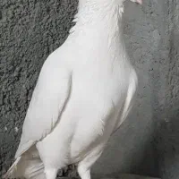 کبوتر زاجل سفید و۱جفت سینه دم هفت رنگ