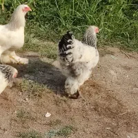 مرغ برهما