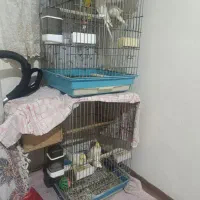 عروس هلندی مولد