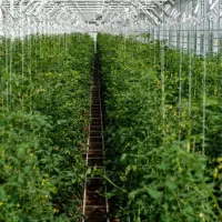 قارچ‌کش زیستی باکتری زنده گلخانه