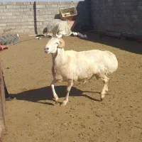 سلام دوراس قوچ فروشی