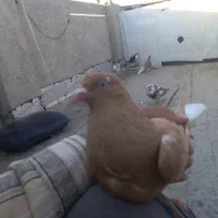 دوعدد کفتر زرد دم سفید