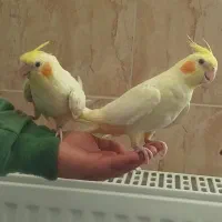 عروس هلندی
