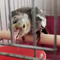 یک عدد عروس هلندی گم شده
