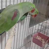 جفت شاه طوطی مولد