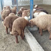 بره|حیوانات مزرعه|آبپخش, |دیوار