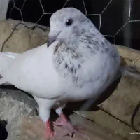 کفتر