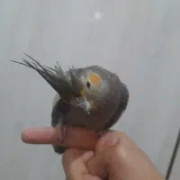 یک عدد عروس هلندی و یک عدد مرغ مینا