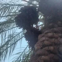 اجاره خوشه خرما در چمران