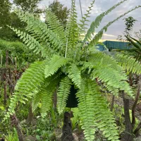 سرخس