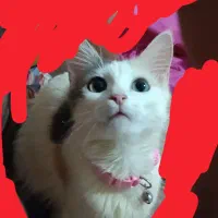 گربه دی ال اچ ماده