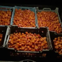 الوچه خشک مراغه
