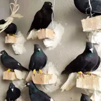 کبوتر دم سفید