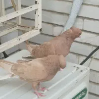 جفت اشعل زرد خال سیا