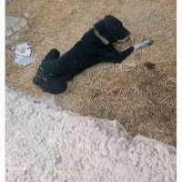 واگذاری سگ قهدریجانی