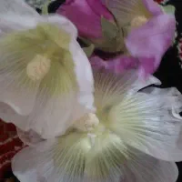 گل ختمی
