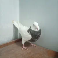 کبوتر ماده طوقی و ماده دم سوسنی