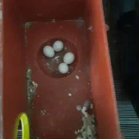 یک جفت مرغ عشق