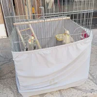 عروس هلندی سه جفت