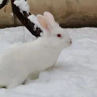 خرگوش زال