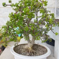 بونسای. گل آپارتمانی