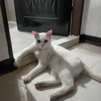 واگذاری گربه dsh