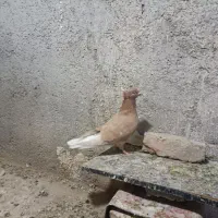 کبوتر پرنده