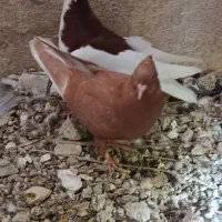 کفتر پرشی نر مقلف