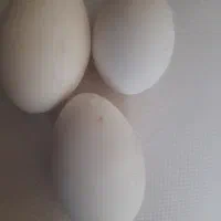 تخم نطفه دارغاز