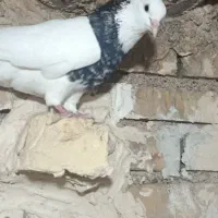 طوقی هفت رنگ